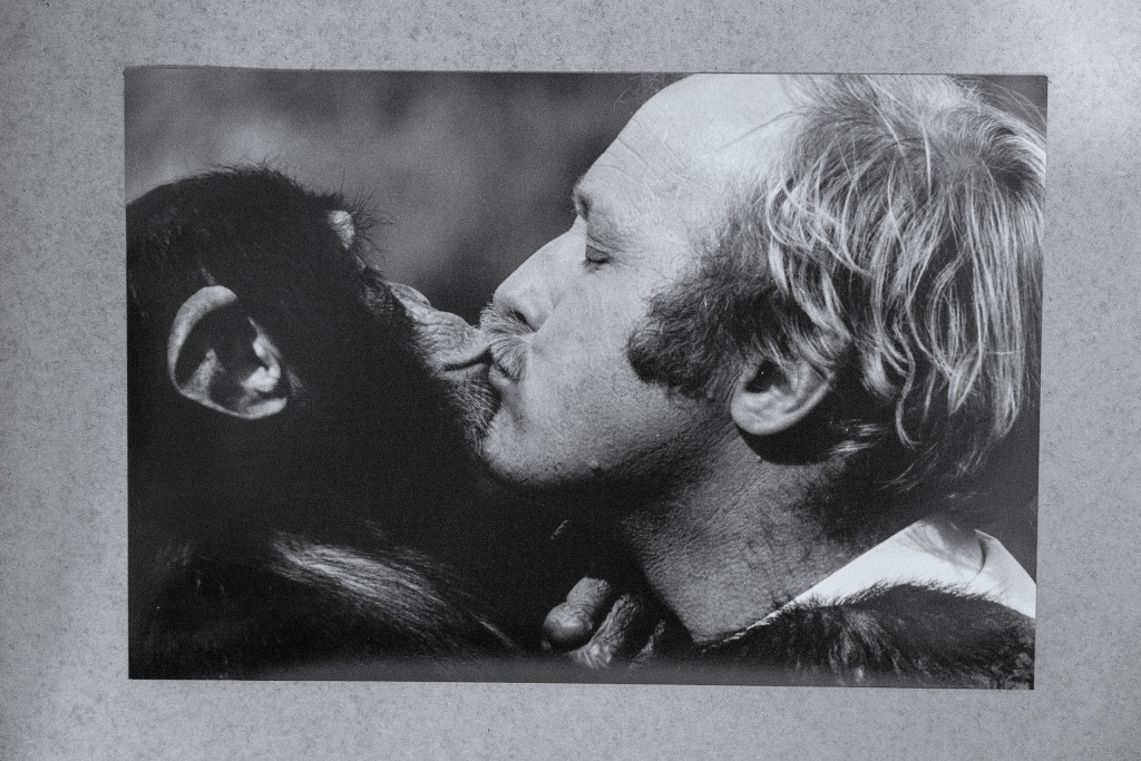 Ape og mann kysser.